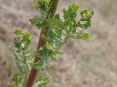 Senecioninae