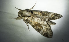 Agrius cingulata