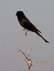 Dicrurus adsimilis apivorus