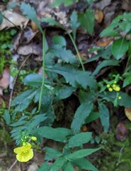 Aureolaria virginica