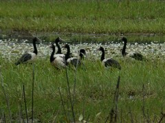 Anseranas semipalmata
