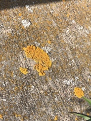 Candelariaceae