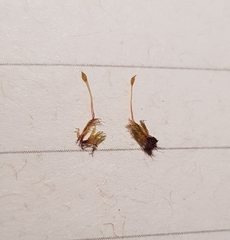 Dicranella rufescens