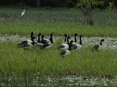 Anseranas semipalmata