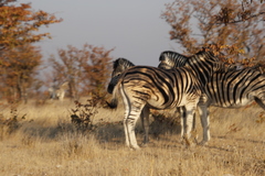 Equus quagga burchellii