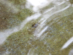 Thermonectus marmoratus