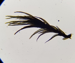 Dicranella rufescens