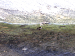 Thermonectus marmoratus