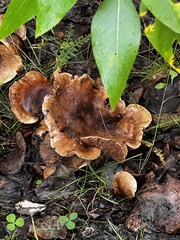 Hohenbuehelia petaloides