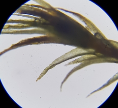 Dicranella rufescens