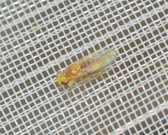 Chyromyidae