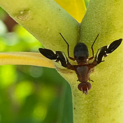 Delphinia picta