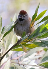 Synallaxis frontalis