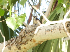 Dryobates nuttallii
