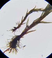 Dicranella rufescens