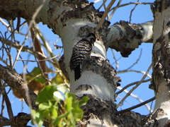 Dryobates nuttallii