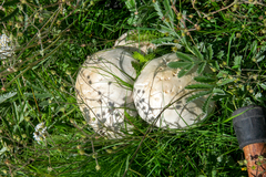 Calvatia booniana
