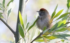 Synallaxis frontalis