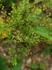 Lepidium ruderale