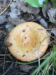 Lactarius deliciosus