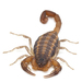 Hentz Striped Scorpion - Photo (c) A. Jaszlics, some rights reserved (CC BY-NC)