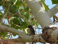 Dryobates nuttallii