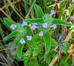 Clinopodium vulgare