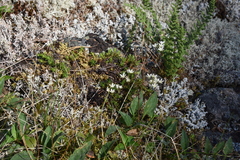 Saxifraga bronchialis