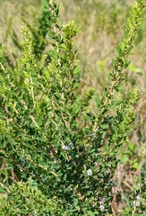 Lespedeza cuneata