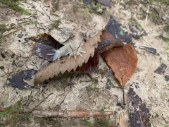 Halysidota harrisii