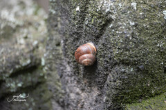 Cepaea nemoralis