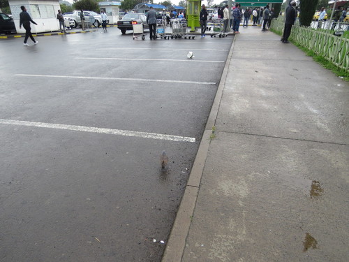 Swainson's Sparrow (Passer swainsonii), photo 5