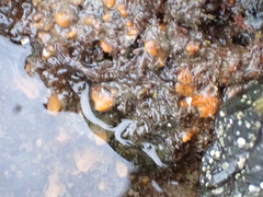 Hymeniacidon perlevis