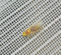Chyromyidae