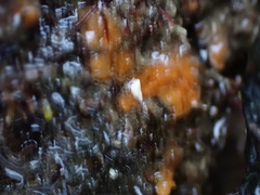 Hymeniacidon perlevis