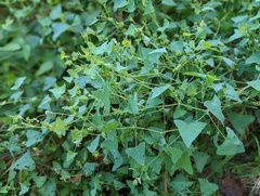 Persicaria perfoliata