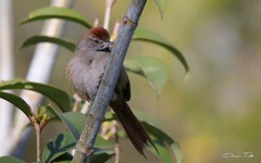 Synallaxis frontalis