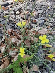 Diplotaxis tenuifolia