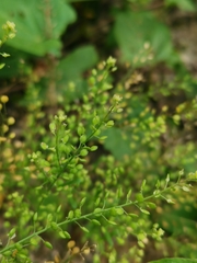 Lepidium ruderale