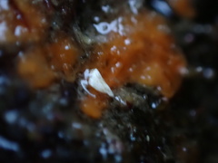 Hymeniacidon perlevis