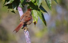 Synallaxis frontalis