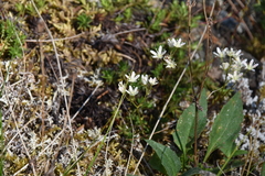 Saxifraga bronchialis