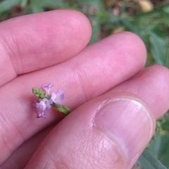 Verbena officinalis