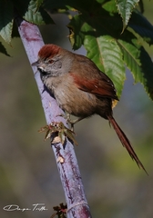 Synallaxis frontalis