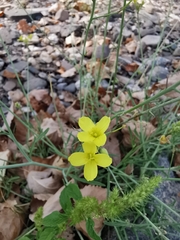 Diplotaxis tenuifolia