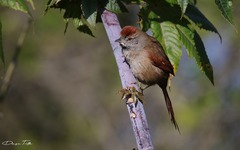 Synallaxis frontalis