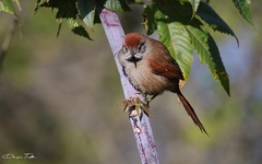 Synallaxis frontalis