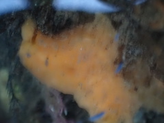 Hymeniacidon perlevis