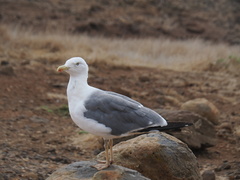 Larus michahellis atlantis