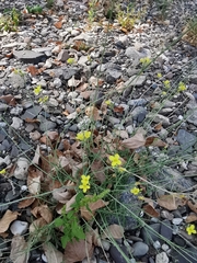 Diplotaxis tenuifolia